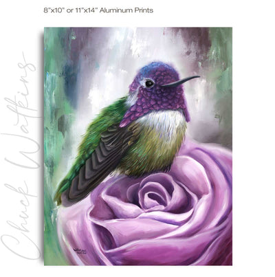 Rocco's Rose, Hummingbird Wall Art Print – Canvas & Aluminum – Chuck Watkins