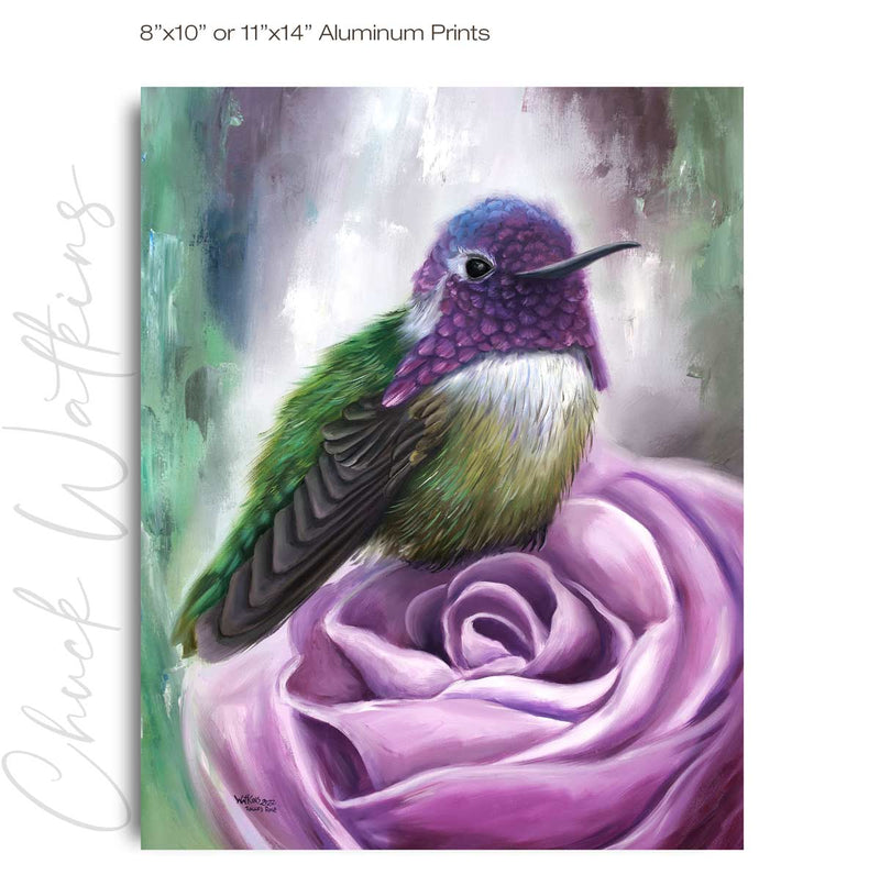Rocco's Rose, Hummingbird Wall Art Print by Chuck Watkins
