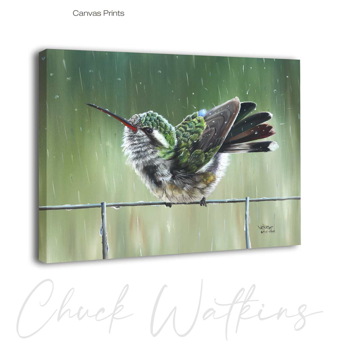 Splish Splash, Hummingbird Wall Art Print by Chuck Watkins