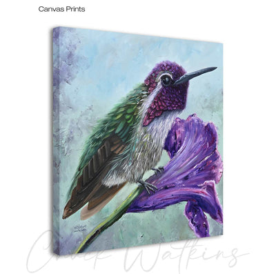 Calvin the Costa's, Hummingbird Wall Art Print by Chuck Watkins
