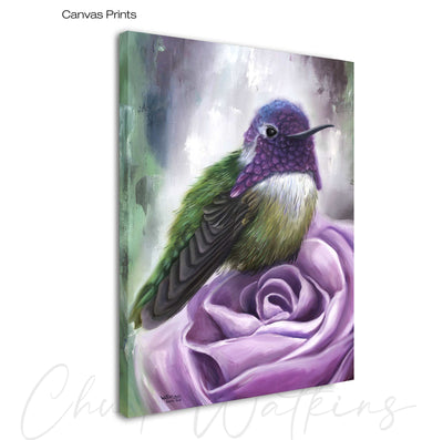 Rocco's Rose, Hummingbird Wall Art Print by Chuck Watkins