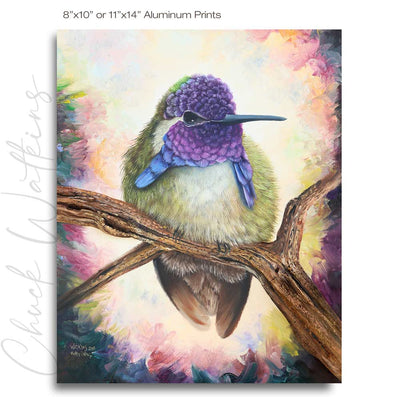 Fluffy Costa's - Hummingbird Wall Art Print by Chuck Watkins