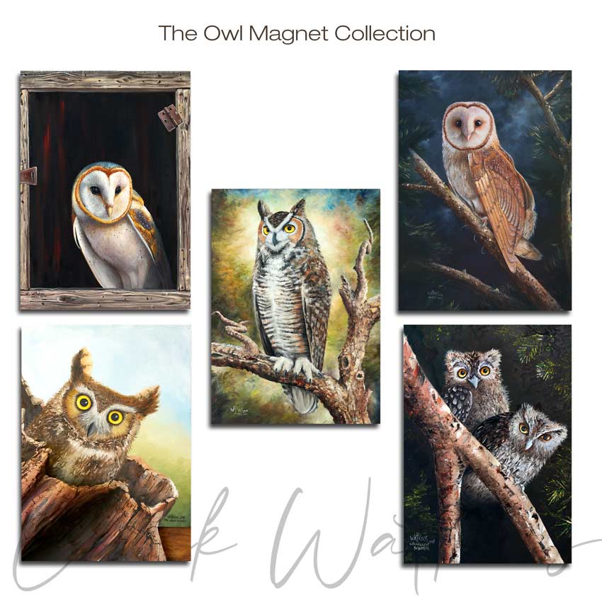 Owl Collection Magnet Collection - Owl Aluminum Magnet Collection, (5 pack), 4.5"x5" by Chuck Watkins