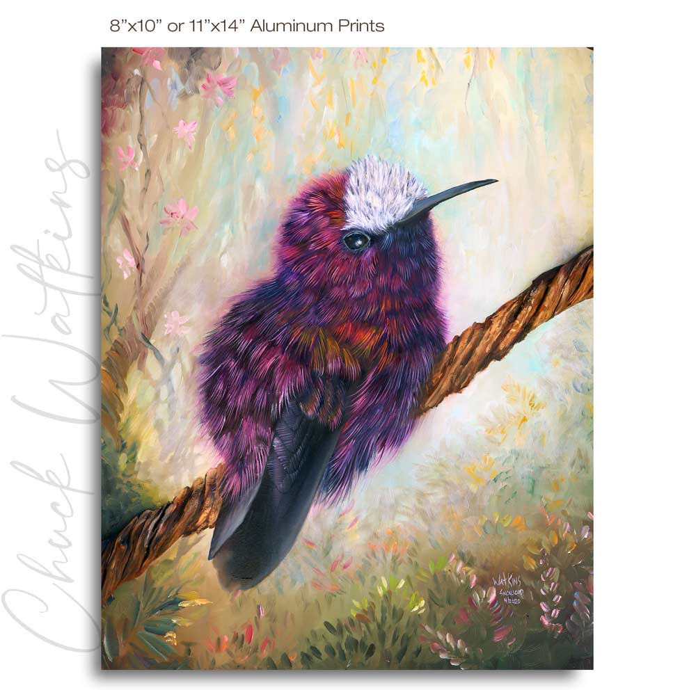 Snowcap Hummingbird - Hummingbird Wall Art Print by Chuck Watkins
