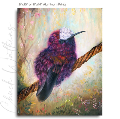 Snowcap Hummingbird - Hummingbird Wall Art Print by Chuck Watkins
