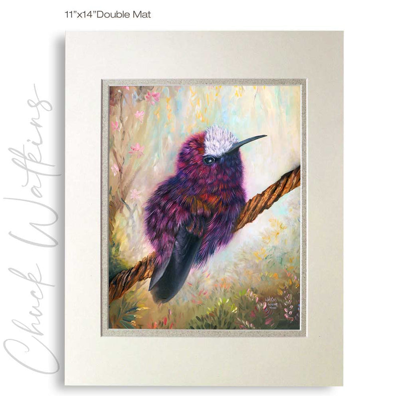 Snowcap Hummingbird - Hummingbird Wall Art Print by Chuck Watkins